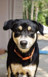 Close-up portrait of black dog