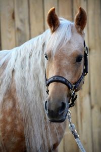 Close-up of horse