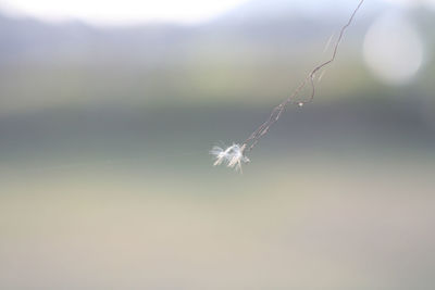 Close-up of dandelion against blurred background
