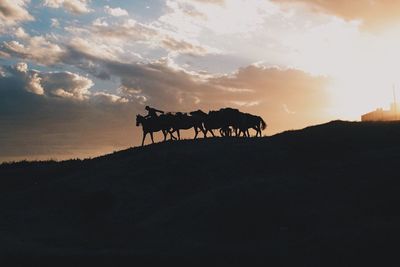 Silhouette man with horses on hill against sky during sunset