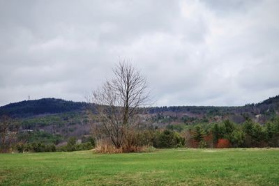 Bare trees on field against sky