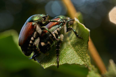 Close-up of insect on leaf