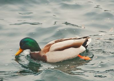 High angle view of duck swimming in lake