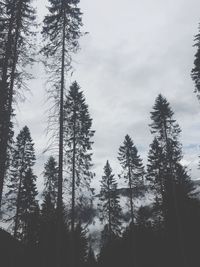 Low angle view of pine trees against sky