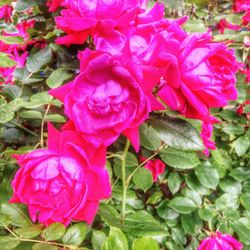 Close-up of pink flower