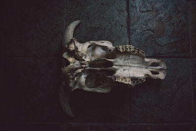 Close-up of animal skull against wall