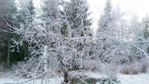 Snow covered trees in forest