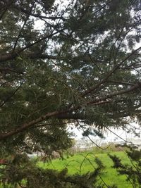 Low angle view of trees in forest