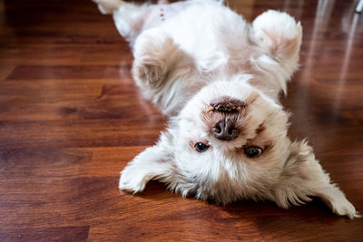 High angle portrait of a dog on hardwood floor