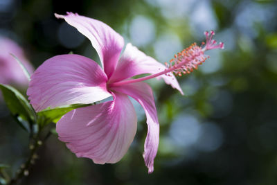 Close-up of pink flowering plant