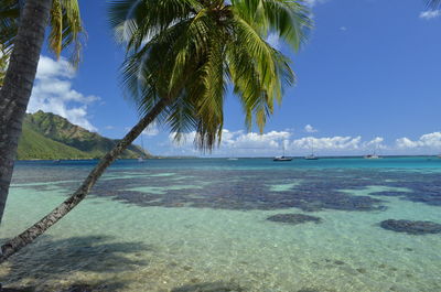 Palm trees on beach against blue sky