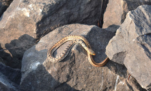 High angle view of a rock