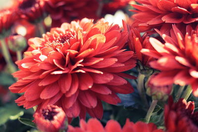 Close-up of red dahlia flowers