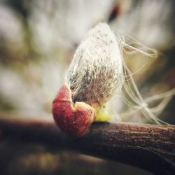 Close-up of strawberry on plant