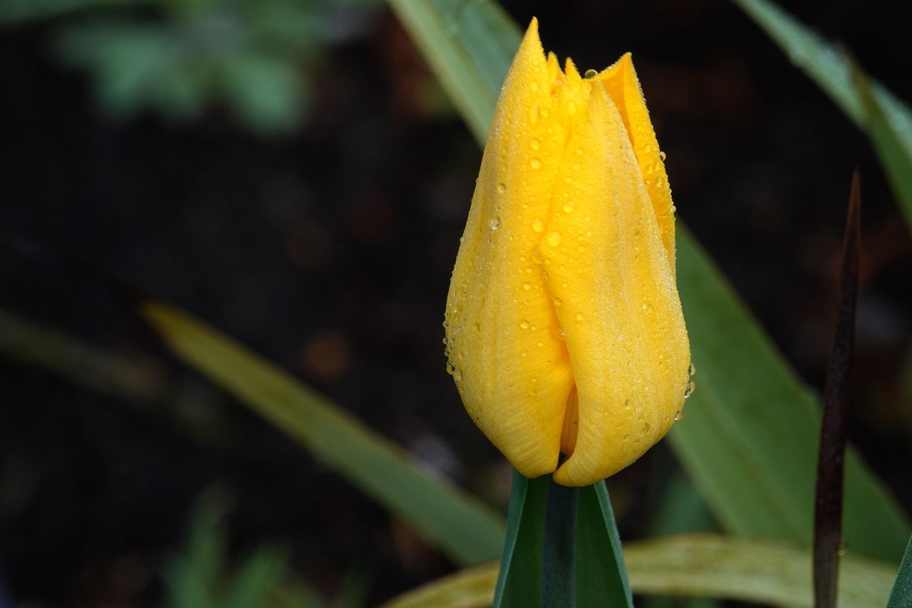 CLOSE-UP OF YELLOW ROSE PLANT