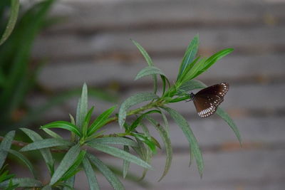 Close-up of butterfly flying towards plant