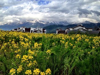 Scenic view of field against cloudy sky