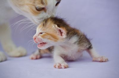 Close-up of cat with kitten on purple background