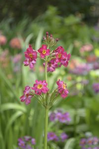 Close-up of pink flowers