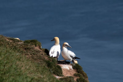 Seagulls on rock by sea against sky