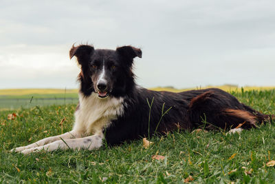 Portrait of dog sitting on field against sky