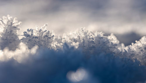 Low angle view of plant