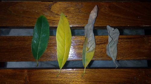 Close up of leaves