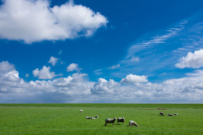 Cows grazing in a field