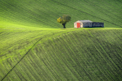 Scenic view of agricultural field