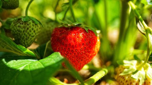 Close-up of strawberry