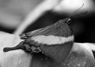 Close-up of butterfly