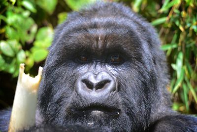 Mountain gorillas in rwanda volcanic mountains