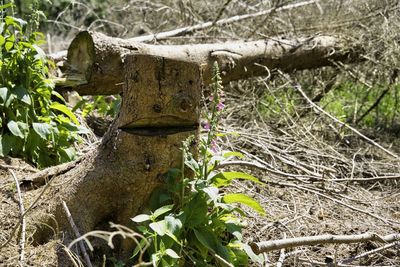 Close-up of tree trunk in forest