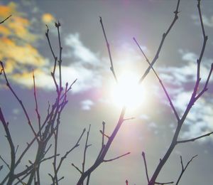 Low angle view of sunlight streaming through silhouette tree