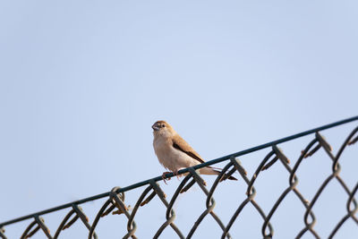 Bird perching on a fence against clear sky