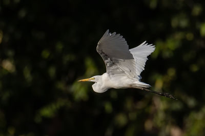 White bird flying