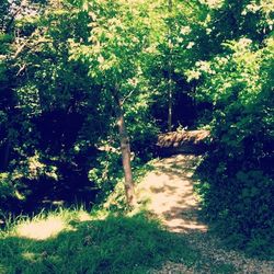 Trees in park