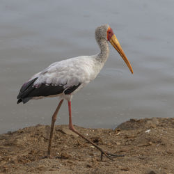 Close-up of bird perching on field