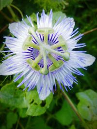 Close-up of purple flower