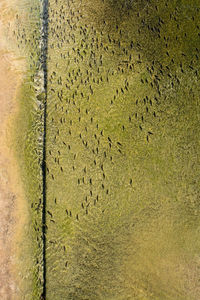 High angle view of lizard on land