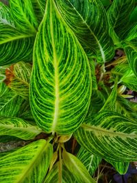 Full frame shot of green plant