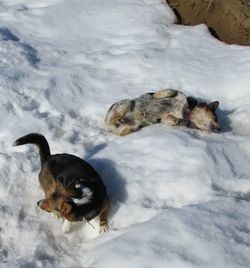 Dog standing on snow covered landscape