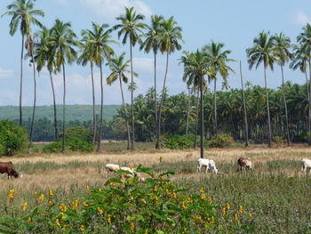 Scenic view of palm trees on field against sky