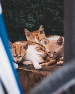 Cat sleeping on carpet