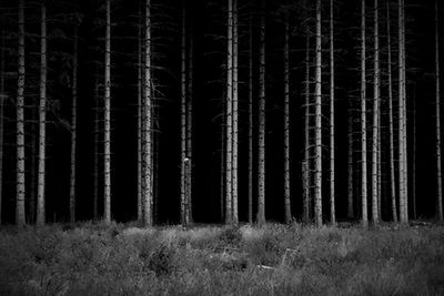 Trees in forest at night