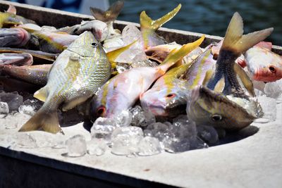 Close-up of fish