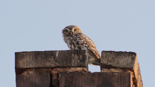 Low angle view of owl perching on wooden post against clear sky