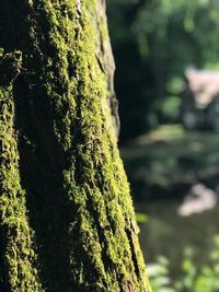 Close-up of moss on tree trunk