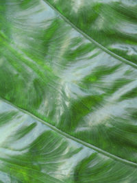 Full frame shot of palm leaves