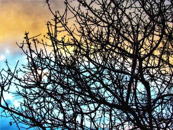 Low angle view of silhouette bare tree against sky